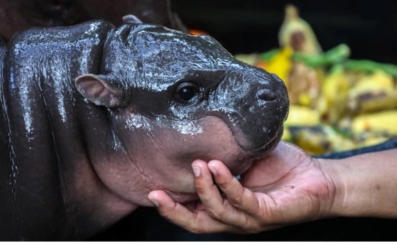 Baby Pygmy Hippopotamus